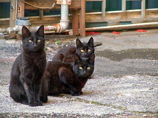 Three Black Cats
